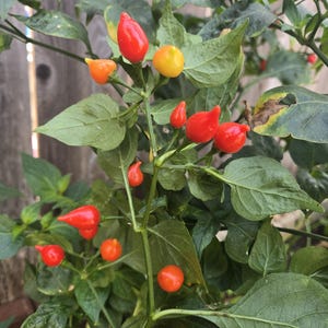 May include: A close-up of a chili pepper plant with green leaves and vibrant red, orange, and yellow peppers. The peppers vary in shape and size, with some being round and others elongated. The plant is in a garden setting.