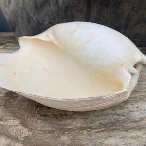 May include: A large, cream-coloured conch shell with a smooth, glossy exterior. The shell has a wide, open mouth and a spiral shape, with a light brown interior. The shell is resting on a weathered wooden surface.