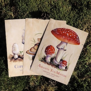 Lot 3 cartes Champignons/Impression d'art /Illustration/Botanique/Tirage