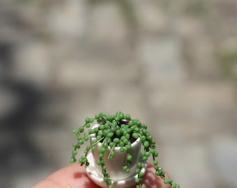 Miniature String of Pearl plant made from airdry clay in a ceramic pot