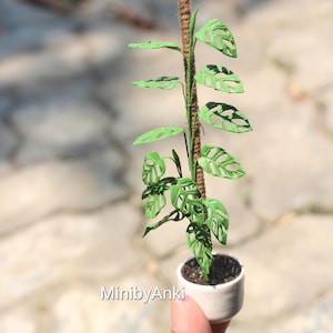 Miniatyr Monstera obliqua gjord av lufttorkad lera i keramikkruka