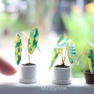 May include: Three miniature potted plants with green and yellow leaves. The plants are in white and brown pots. The pots are sitting on a white surface. The text "MinibyAnki" is visible at the bottom of the image.