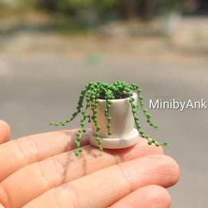 May include: Miniature white ceramic planter with a small succulent plant. The plant has green, bead-like leaves that cascade over the sides of the pot. The text "MinibyAnki" is visible on the right side.
