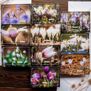 Un lot de 10 cartes de remerciement en italien « Garzie ! – 74 × 105 mm – avec de vraies photos de fleurs alpines que j'ai prises dans les Dolomites – également en EN et RU