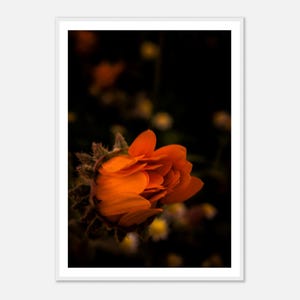 Orange Blume Poster – Dunkle Naturfotografie im Low-Light-Stil, minimalistisches Wandbild mit Nahaufnahme, botanisches Geschenk