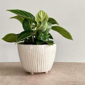 May include: A Philodendron Birkin plant with dark green leaves featuring white pinstripes, potted in a white ceramic planter. The planter has a rounded shape with vertical textured ridges and sits on three small, short, rounded feet.