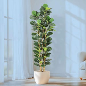 May include: A tall artificial fiddle leaf fig tree with large, green leaves and a light brown trunk. The plant is potted in a cream-colored, round pot. The tree is placed in front of a window with white curtains.