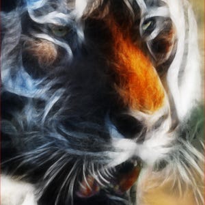 Tiger prowling