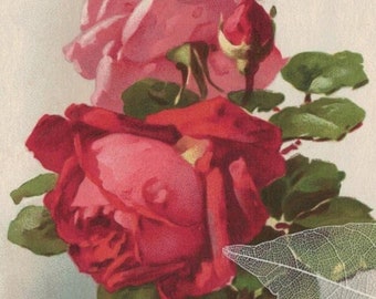 Jolies roses rouges dans un vase en verre du début des années 1900, signée Catharina Klein, carte postale ancienne