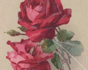 Jolies ROSES rouges sur tiges Carte postale ancienne signée CATHARINA KLEIN (voir l'état s'il vous plaît)