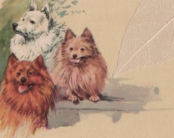 1924 drie schattige harige honden wachten op stappen antieke geïllustreerde Italiaanse editie ansichtkaart