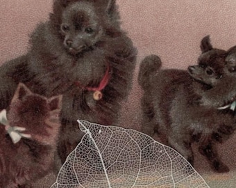 1919 Mother Dog and Her PUPPIES Antique Postcard