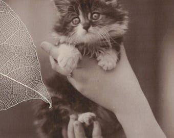 Unused 1910s Adorable Little Kitten Postcard