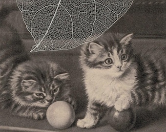 UNUSED Pre 1910 Horatio Couldery KITTENS Playing on Billiards Table