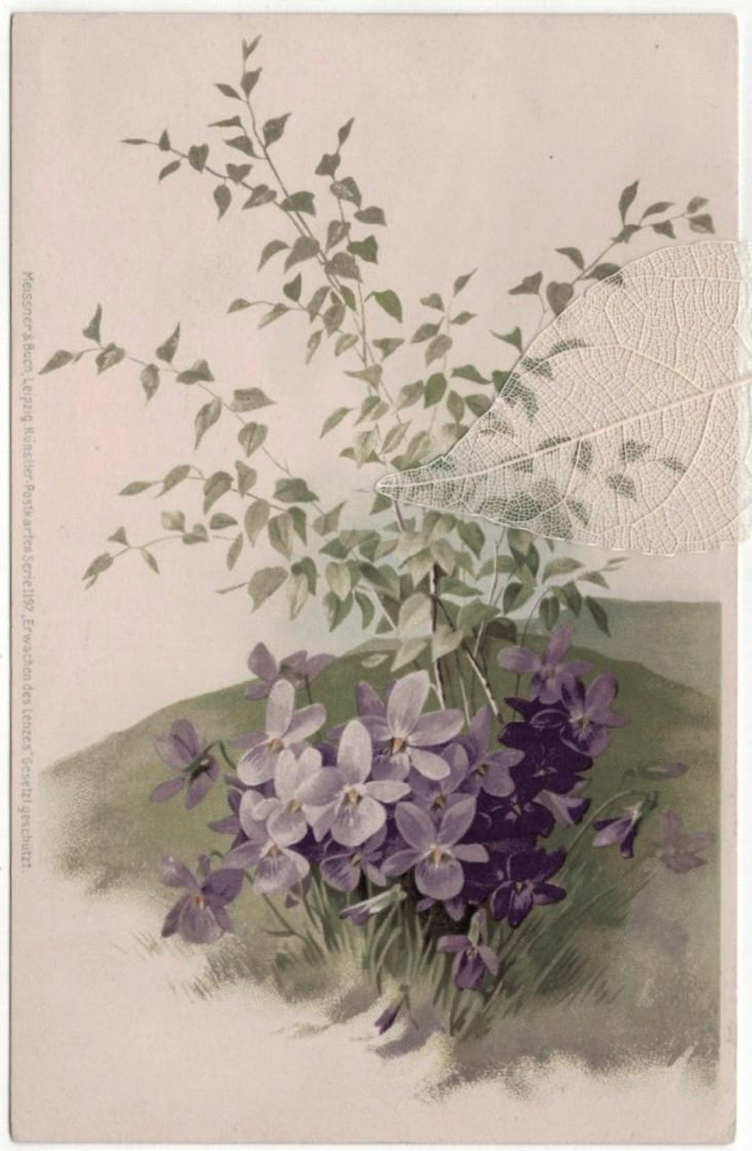 未使用 1905年以前 春の目覚め 紫のすみれの花 アンティーク