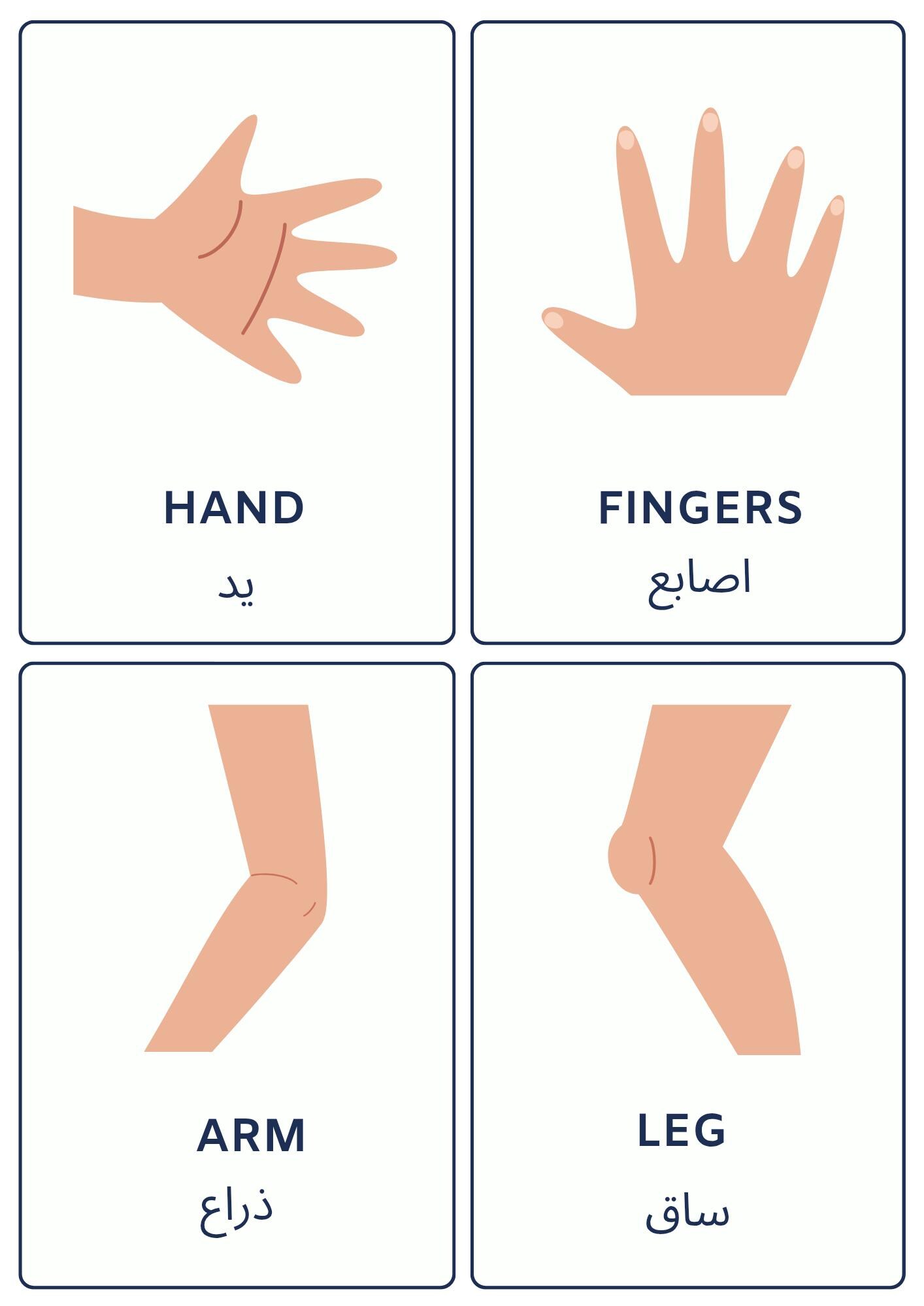Body Parts Flashcards- Bilingual ( English- Arabic) - Etsy