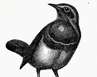 Bluethroat Notepad (Bird Pad Series)
