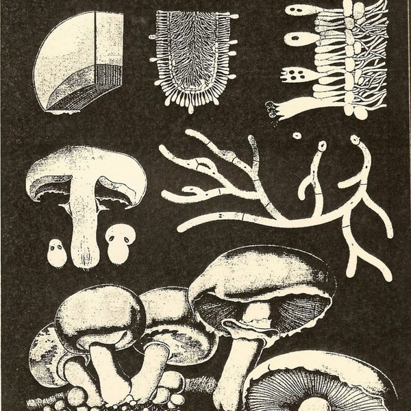 Radical Mycology (Zine)