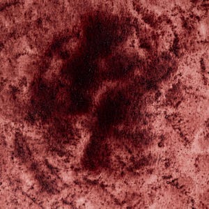 Watercolor painting in rich burgundy Madder Lake Deep, created from fermented Rubia tinctorum roots. Used since antiquity for its permanence and depth. Handcrafted with honey and gum arabic. Transparent, granulating, and archival. Ideal for historical work, botanical red tones, and classical portraiture.