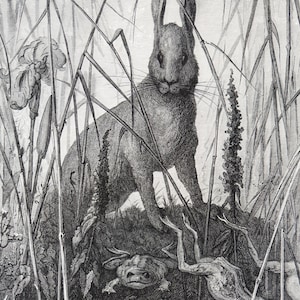 May include: A black and white illustration of a rabbit standing in tall grass with a frog lying on the ground in front of it.