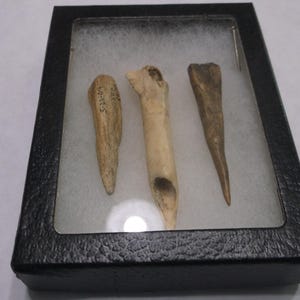 May include: Three tan, pointed bone fragments displayed inside a rectangular black display case with a clear lid. The leftmost fragment has the text 5-21-09 written on its surface. The items are arranged on a white, textured foam insert.