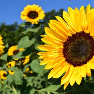 May include: A field of bright yellow sunflowers in bloom against a blue sky. The sunflowers have dark brown centres and are in full bloom.