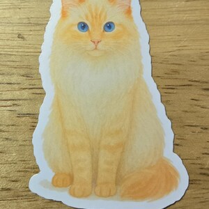May include: A sticker featuring a fluffy, light orange cat with bright blue eyes. The cat is sitting upright with its tail curled. The sticker has a white border and is on a wooden surface.