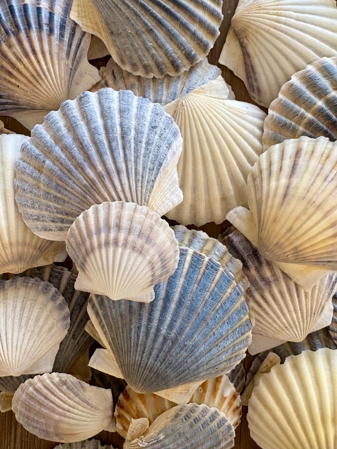 Cape Cod Scallop Shells, Beachy Coastal Decor, Craft Supplies, 20 ...