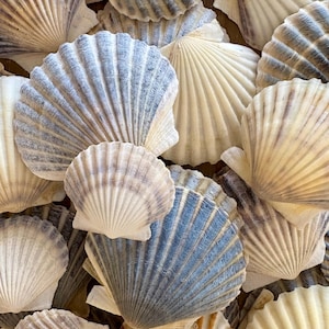 Cape Cod Scallop Shells, Beachy Coastal Decor, Craft Supplies, 20 Pieces