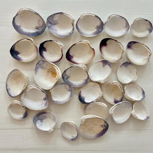 May include: A collection of various seashells, each with a white interior and a purple-blue rim. The shells are arranged on a white surface, showcasing their natural textures and colors. The shells vary in size and shape.
