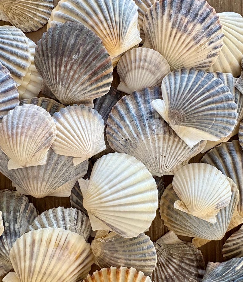 Cape Cod Scallop Shells, Beachy Coastal Decor, Craft Supplies, 20 ...