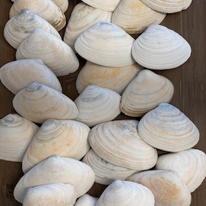 May include: A collection of white and beige clam shells of various sizes. The shells are arranged in a random pattern on a wooden surface.