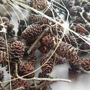 Könnte beinhalten: Eine Ansammlung kleiner, dunkelbrauner Erlenzapfen an dünnen, holzigen Stielen. Die Zapfen haben eine texturierte, schuppige Oberfläche und sind mit dünnen, hellen, getrockneten, grasartigen Fasern durchsetzt, die sich durch die Zweige ziehen.