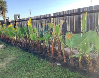 Mexican Fan Washingtonian Palm trees