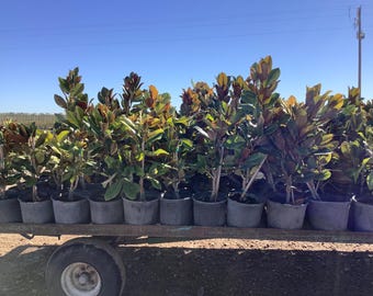 D D Blanchard Magnolias Près de 2 pieds de haut