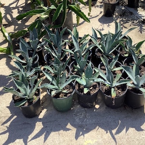 Puede incluir: Un conjunto de plantas de agave en macetas con hojas de color azul verdoso. Las plantas están en macetas de plástico negras y verdes, dispuestas al aire libre sobre una superficie de hormigón. La imagen está tomada con luz natural, con sombras.
