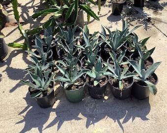 Plantas de Agave Lengua de Ballena Azul - Pequeñas enviadas a raíz desnuda - 1 planta viva