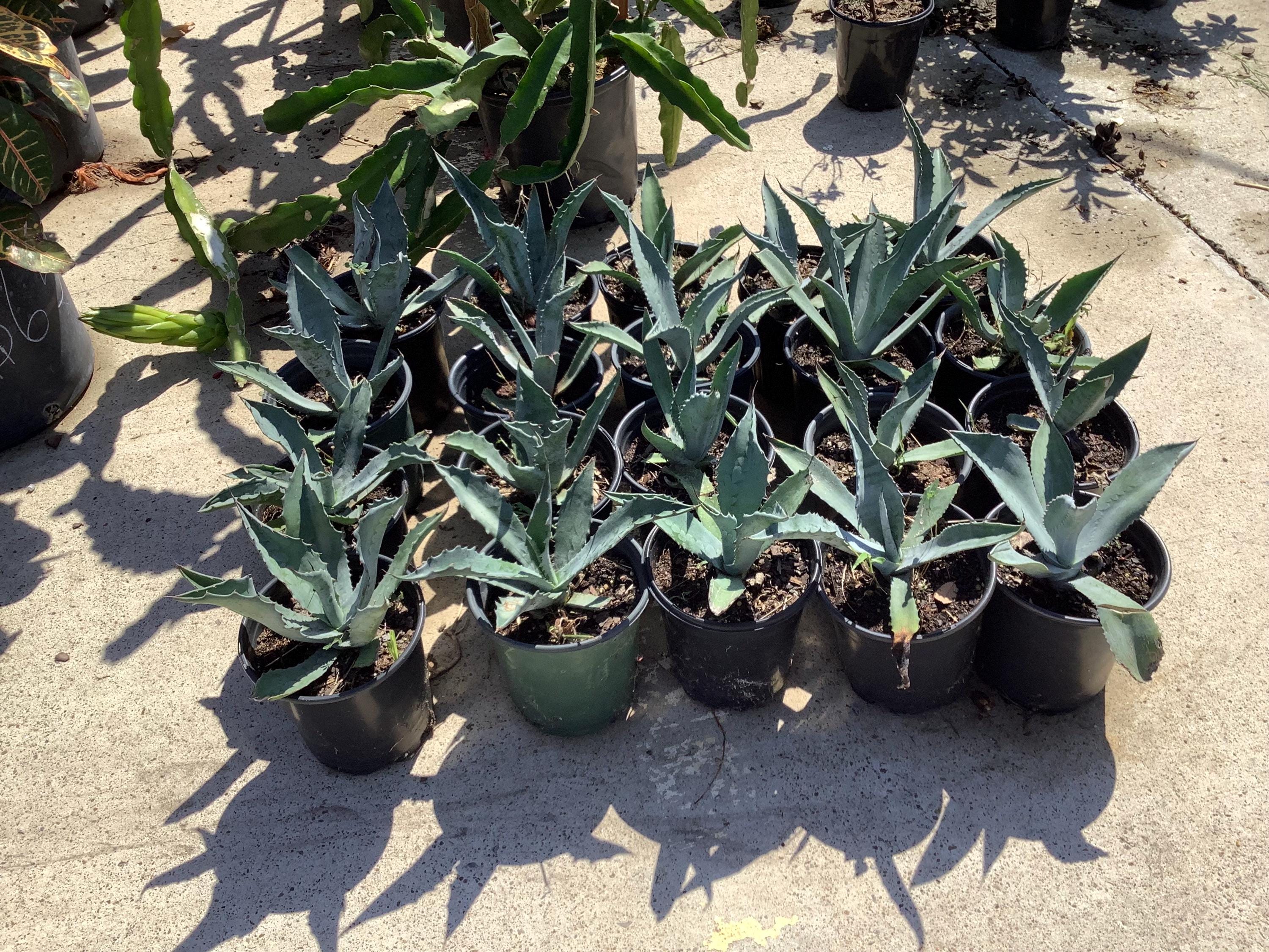 Agave Parviflora Ror Var - Pianta Succulenta Gialla In Vaso 7-10 Cm - Bellezza Per Interni Ed Esterni