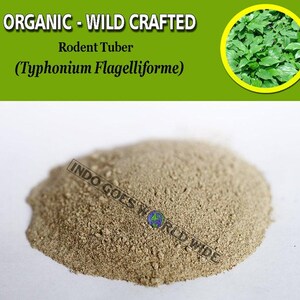 POWDER Rodent Tuber Typhonium Flagelliforme Organic WildCrafted Fresh Natural Herbs FREE SHIPPING