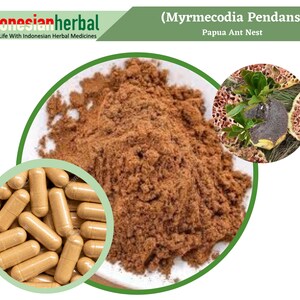Capsule Of Pure Papua Ant Nest Myrmecodia Pendans 600mg Organic WildCrafted Fresh Natural Herbs Supplement