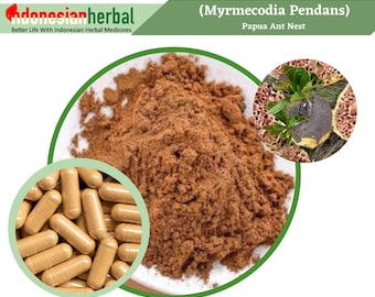 Capsule Of Pure Papua Ant Nest Myrmecodia Pendans 600mg Organic WildCrafted Fresh Natural Herbs Supplement