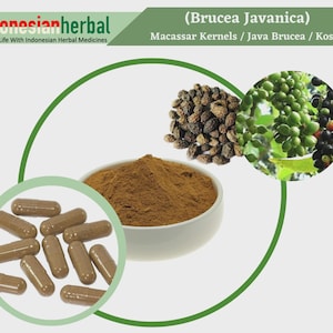 Capsule Of Pure Macassar Kernels Java Brucea Kosam (Brucea Javanica) 600mg Organic WildCrafted Fresh Natural