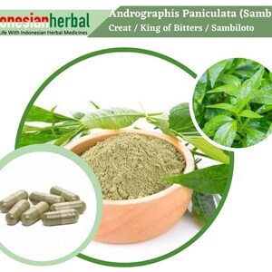 Capsule Of  Andrographis Paniculata Green Chirayta Creat King of Bitters Sambiloto Organic WildCrafted Fresh Natural Herbs FREE SHIPPING