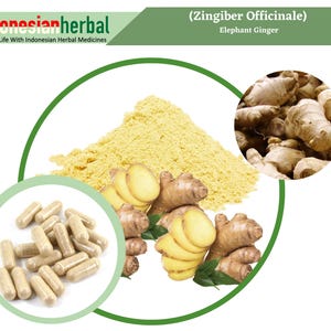 Capsule Of Pure Elephant Ginger Zingiber Officinale 600mg Organic WildCrafted Fresh Natural Herbs Supplement