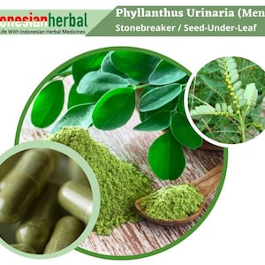HERBAL CAPSULES Phyllanthus Urinaria Stonebreaker Chamber Bitter Meniran 600 mg