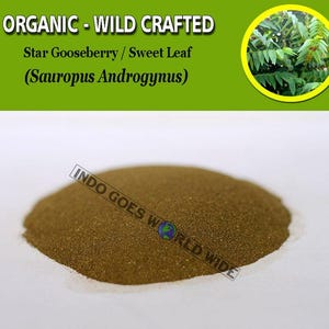 POWDER Star Gooseberry Sweet Leaf Katuk Leaf Sauropus Androgynus Organic WildCrafted Fresh Natural Herbs FREE SHIPPING