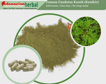 Capsule Of Wild Cosmos Ulam Raja The King's Salad (Cosmos Caudatus Kunth) WildCrafted Fresh Natural Herbs FREE SHIPPING