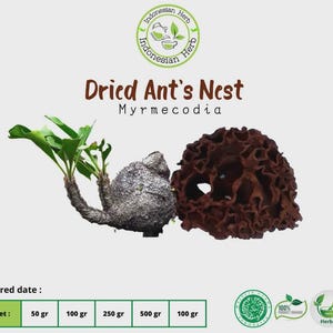 Torkat myrbo Sarang Semut Myrmecodia Premium färska ekologiska örtkryddor