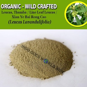 POWDER Leucas Thumba Line Leaf Leucas Xian Ye Bai Rong Cao Leucas Lavandulifolia Organic WildCrafted Fresh Natural Herbs FREE SHIPPING