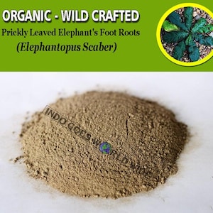POWDER Prickly Leaved Elephant&#39;s Foot Roots Elephantopus Scaber Organic WildCrafted Fresh Natural Herbs FREE SHIPPING